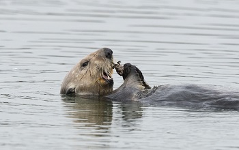 A sea otter eats a crab in Elkhorn Slough near Monterey Bay, California